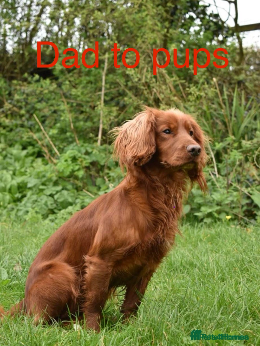 Cocker Spaniel dogs for sale: KC Cocker spaniel pups  - Image 15