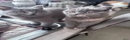 British Shorthair cats for sale: 💕1 beautiful girl  left 💕now reduced  - Advert 6