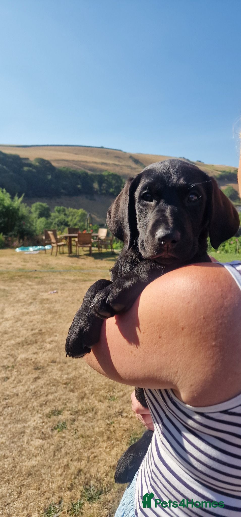 Labrador Retriever dogs KC Reg Pedigree Black Labrador puppy - Advert 1