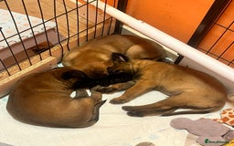 Belgian Shepherd Dog dogs for sale: Belgian malinois  - Image 6