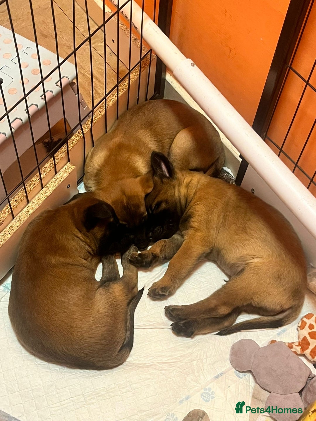 Belgian Shepherd Dog dogs for sale: Belgian malinois  - Image 6