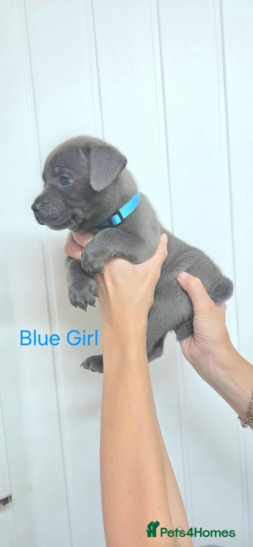 Staffordshire Bull Terrier dogs KC Blue Staffordshire Bull terrier puppies - Advert 17