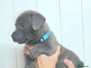 Staffordshire Bull Terrier dogs KC Blue Staffordshire Bull terrier puppies - Advert 17