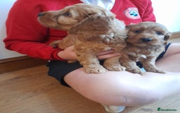 Cockapoo dogs for sale: Beautiful F1 red/golden cockapoo puppies - Image 20