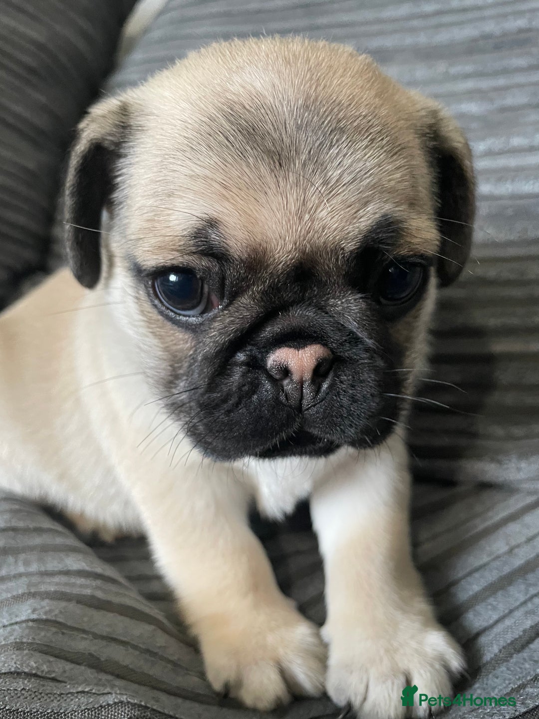 Pug dogs for sale: 2 beautiful pugs looking for their forever home - Image 3
