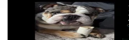 English Bulldog dogs for stud: Merle English bulldog for stud - Advert 3