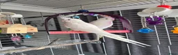 Cockatiels birds for sale: 2 x WHITE FACED DNAd MALE COCKATIELS, 10m - Advert 8