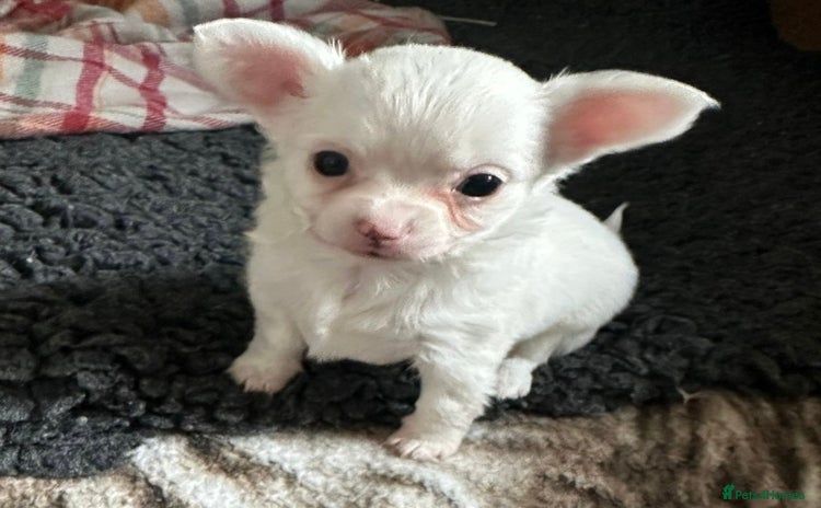 Chihuahua dogs - Advert 2