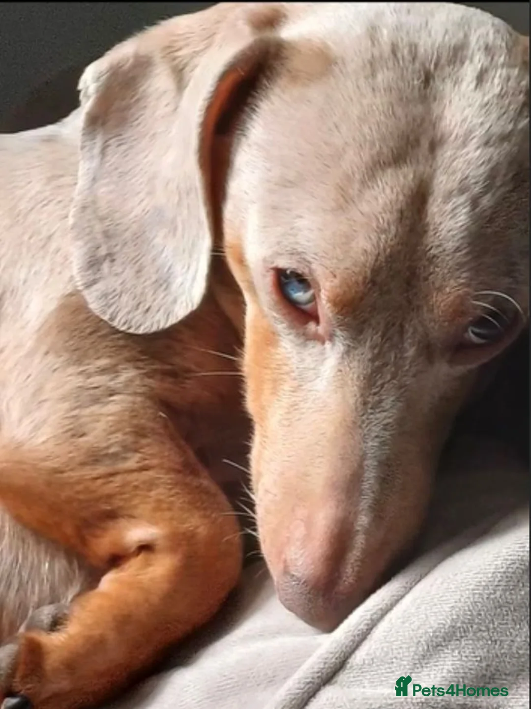 Dachshund dogs for sale: Dash hound for sale - Advert 1