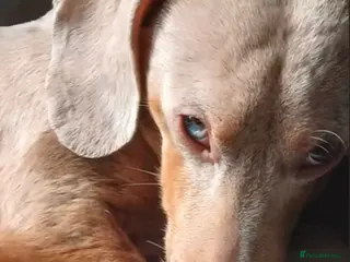 Dachshund dogs Dash hound for sale - Advert 17