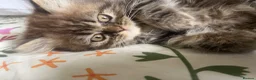 British Longhair cats for sale: Adorable Fluffy Kitten 🐾 - Advert 4