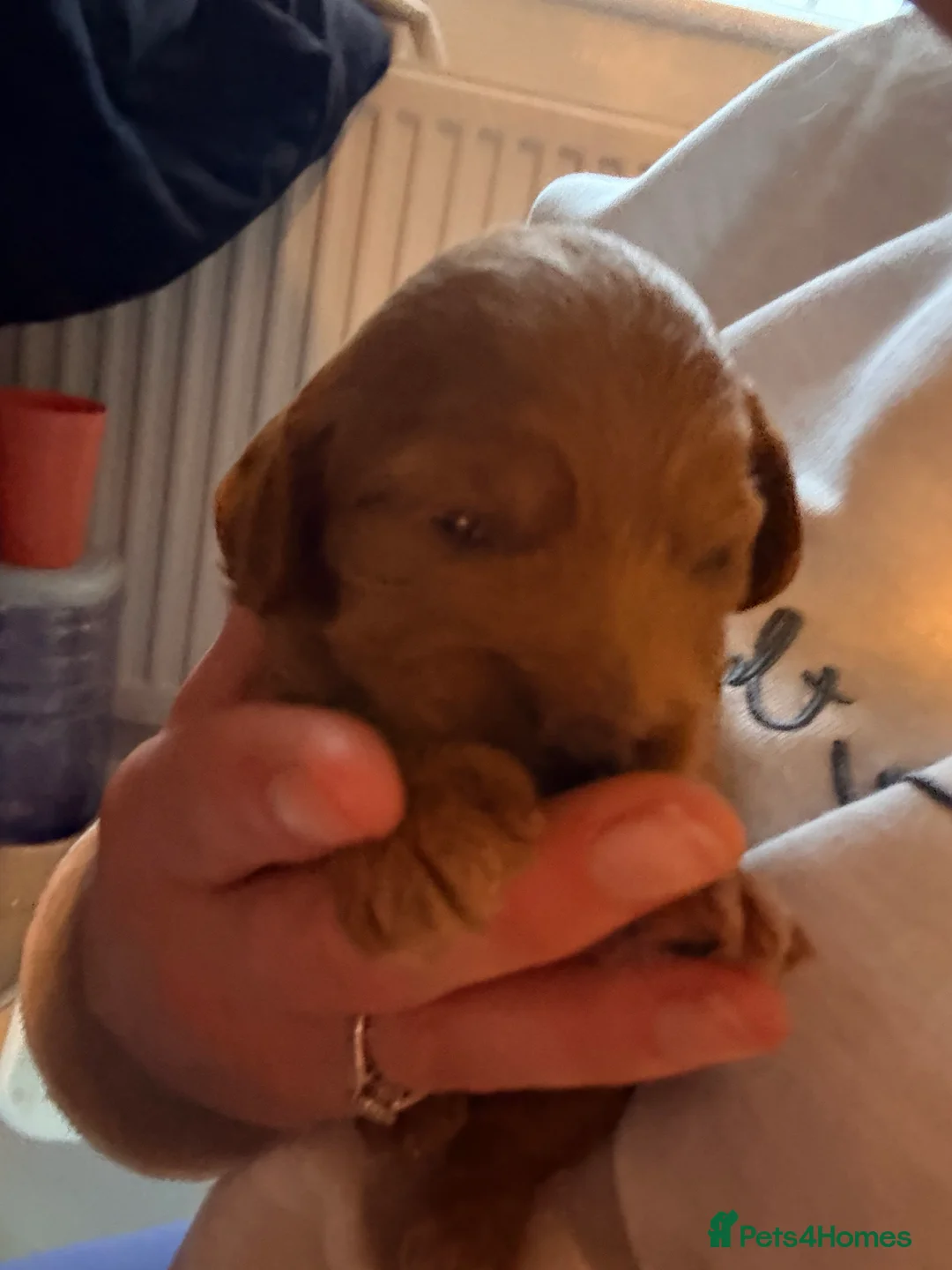 Cockapoo dogs for sale: F2 cockerpoo puppies  - Advert 31