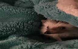 Mixed Breed reptiles for sale: African Pygmy Hedgehog  - Image 3