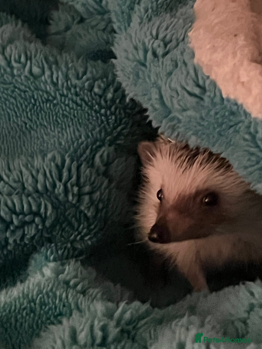 Mixed Breed reptiles for sale: African Pygmy Hedgehog  - Image 3