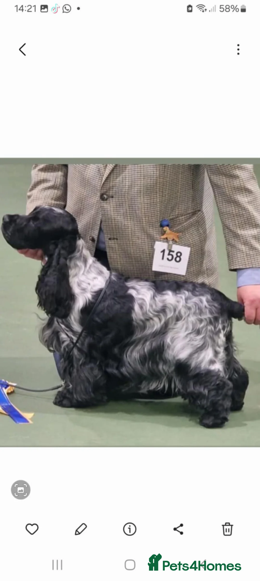 Cocker Spaniel dogs for sale: Blue Roan Cocker Spaniel puppies - Advert 2