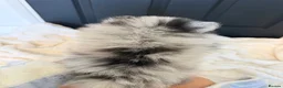 Pomeranian dogs for sale: Beautiful Merle Pomeranian  in Basildon - Advert 8