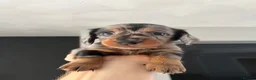 Miniature Dachshund dogs for sale: Miniature dachshunds  - Advert 9