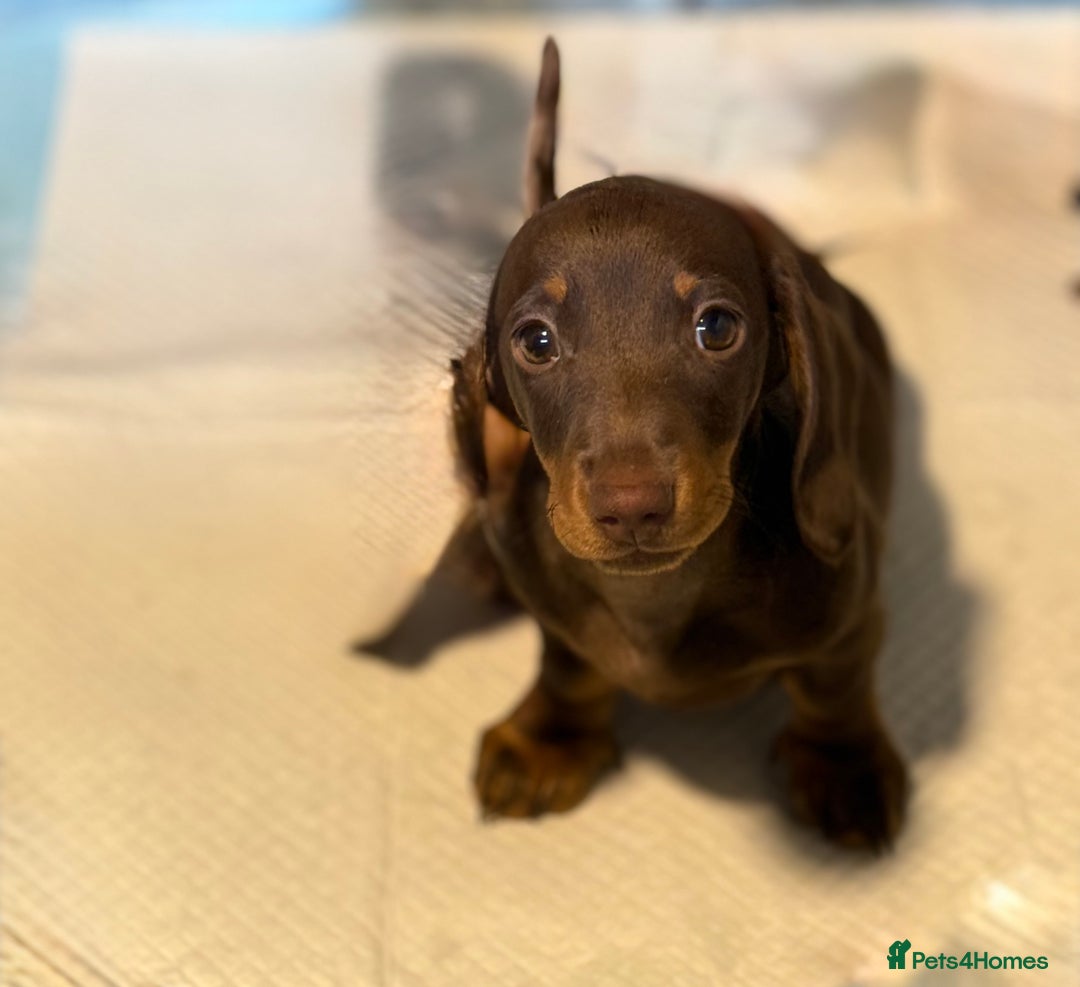 Miniature Dachshund dogs for sale: Available puppies at DELLM DAXIES 🐶 - Image 14