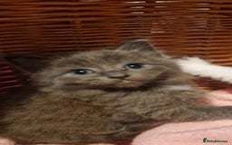 Mixed Breed cats for sale: Beautiful fluffy kittens - Image 3