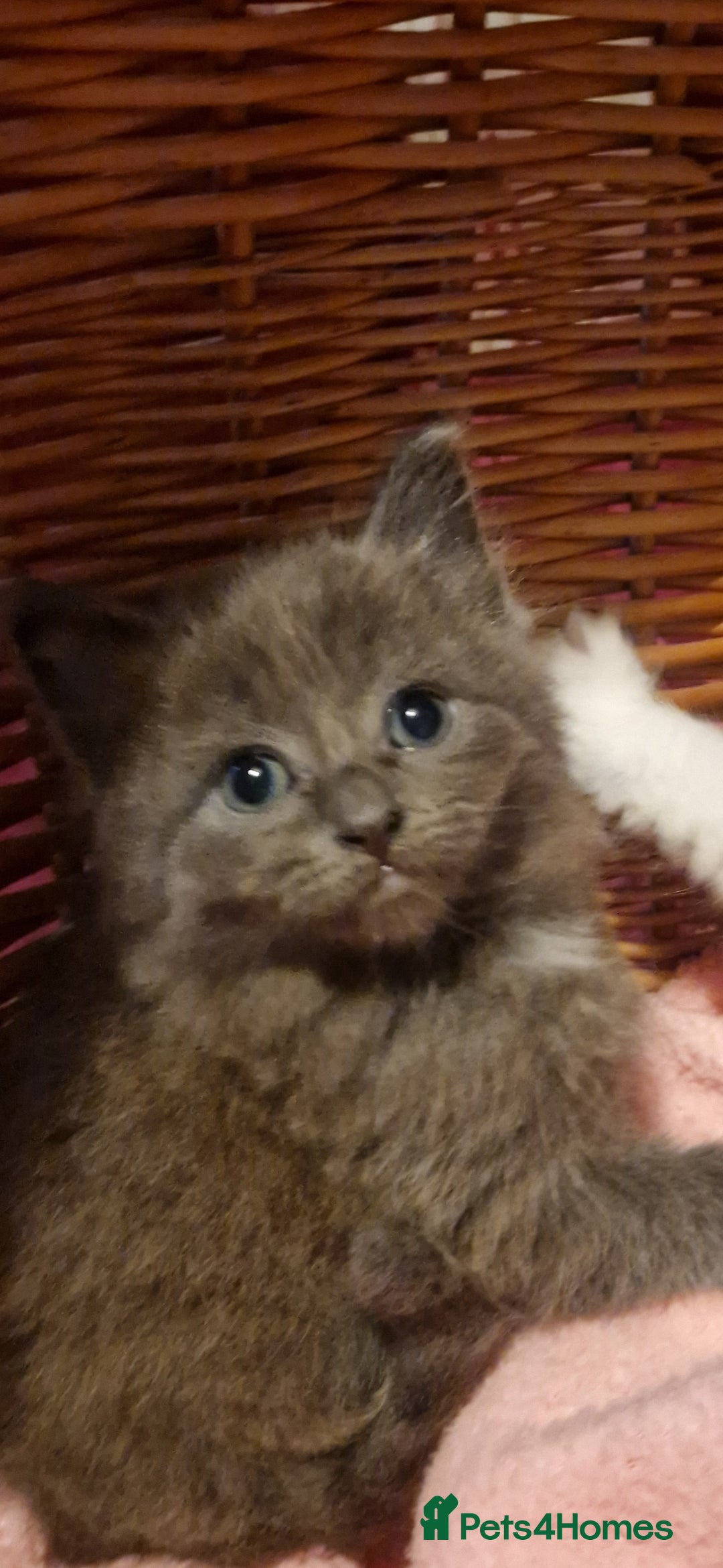 Mixed Breed cats for sale: Beautiful fluffy kittens - Image 3