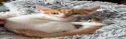 Mixed Breed cats for sale: Kitten For Sale in Bedford - Advert 4