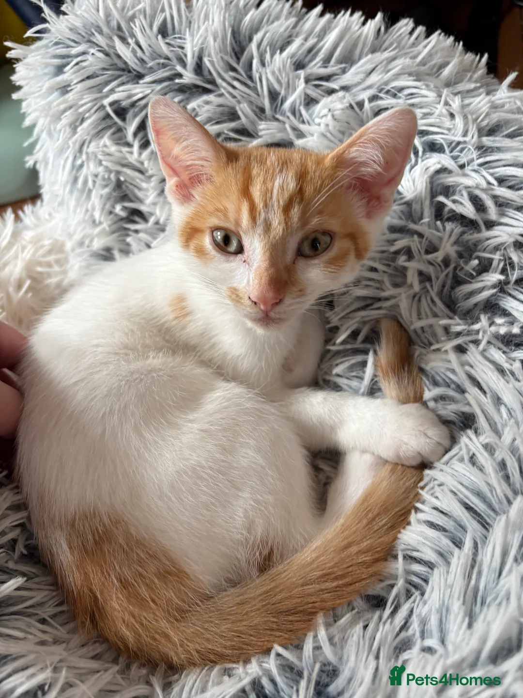 Mixed Breed cats for sale: Kitten For Sale in Bedford - Advert 4
