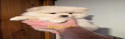 Pomeranian dogs for sale: Pomeranian puppies for sale - Advert 10