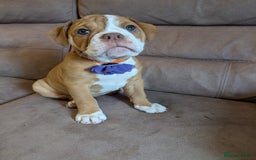 Olde English Bulldogge dogs for sale: 2 females left! - OEB Puppies NEBBR ✅ 3rd Gen - Image 26