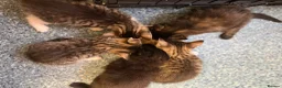 Mixed Breed cats for sale: 5 beautiful kitten ready to leave 25/7 - Advert 17