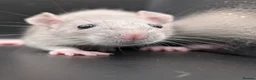 Rat rodents for sale: Baby Rats for homes in Durham - Advert 10