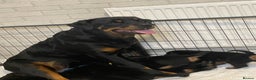 Rottweiler dogs for sale: Ready now female Rottweiler puppy  - Advert 2