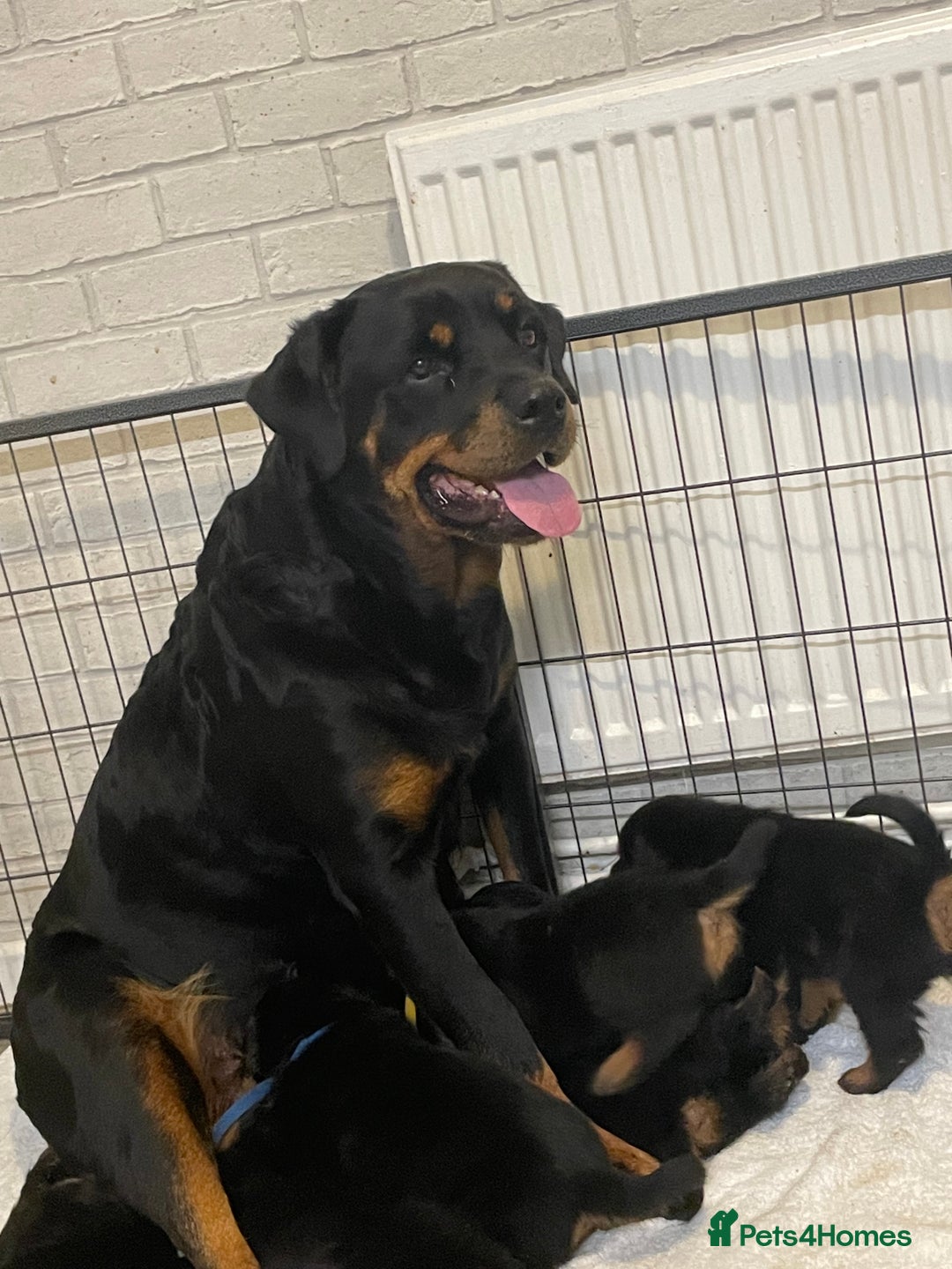 Rottweiler dogs for sale: Ready now female Rottweiler puppy  - Advert 2