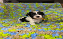 Biewer Terrier dogs for sale: Pure breed Biewer Terrier puppies 4 Generation  - Image 12