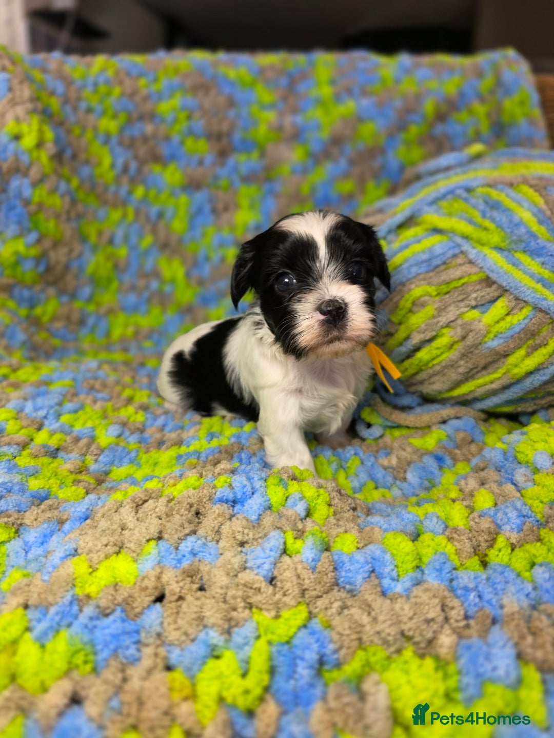Biewer Terrier dogs for sale: Pure breed Biewer Terrier puppies 4 Generation  - Image 12