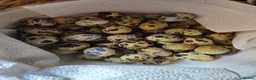Quail poultry for sale: Quails - Advert 6