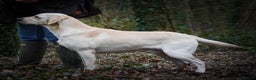 Labrador Retriever dogs for stud: BEAUTIFUL YELLOW LABRADOR DOG AT STUD - Advert 1