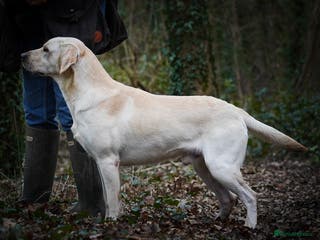 Labrador Retriever dogs BEAUTIFUL YELLOW LABRADOR DOG AT STUD - Advert 20