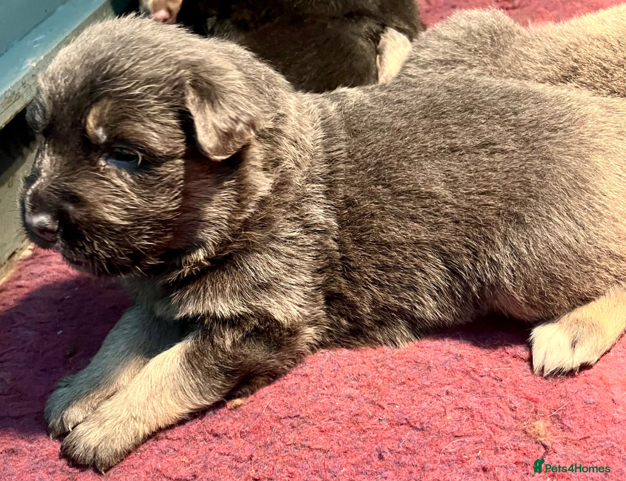 German Shepherd dogs KC Longcoat German Shepherd pups for Sale  - Advert 9