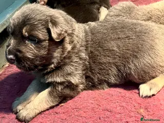 German Shepherd dogs KC Longcoat German Shepherd pups for Sale - Advert 9