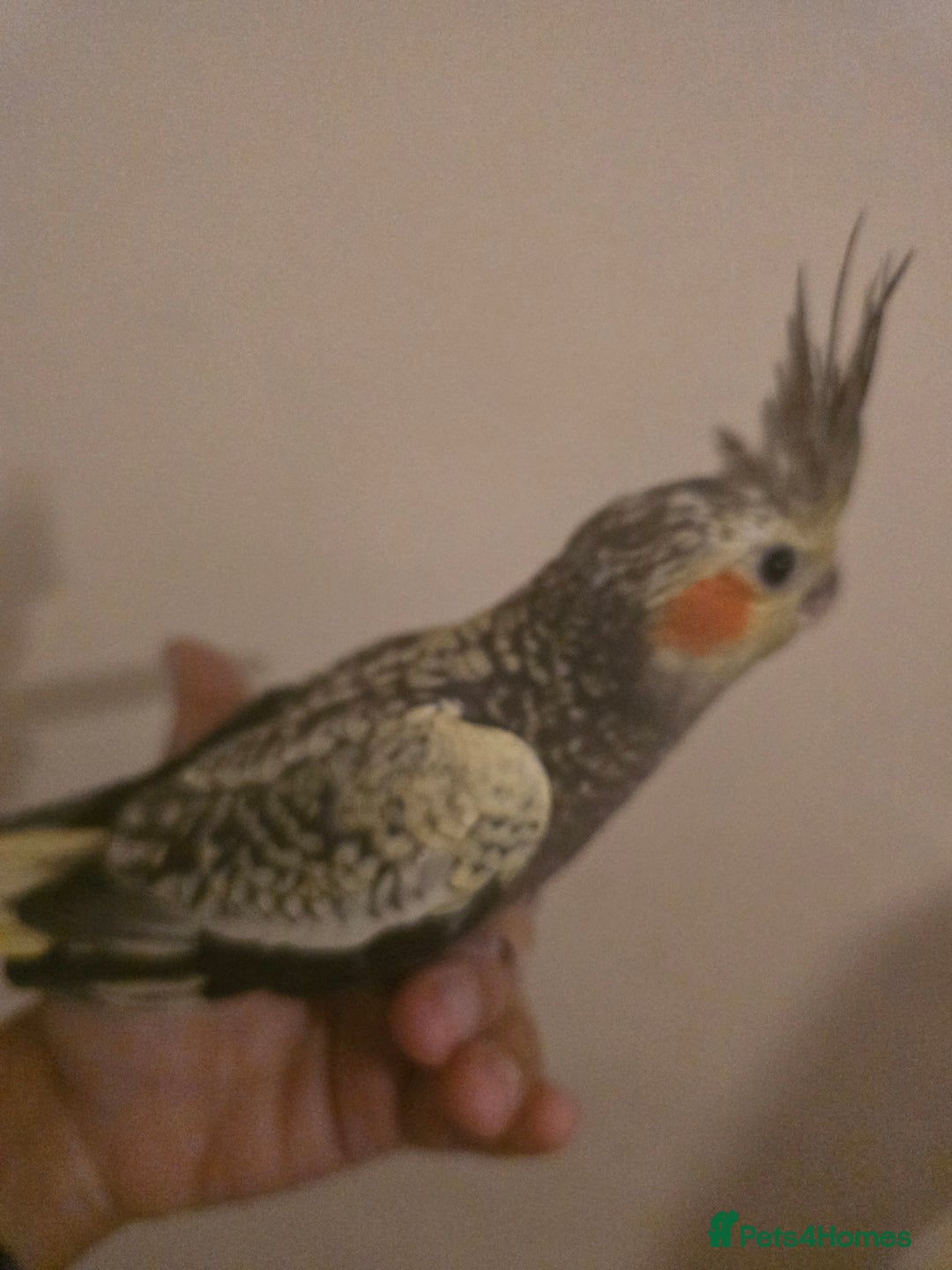 Cockatiels birds for sale: Young cockatiels for sale - Image 3