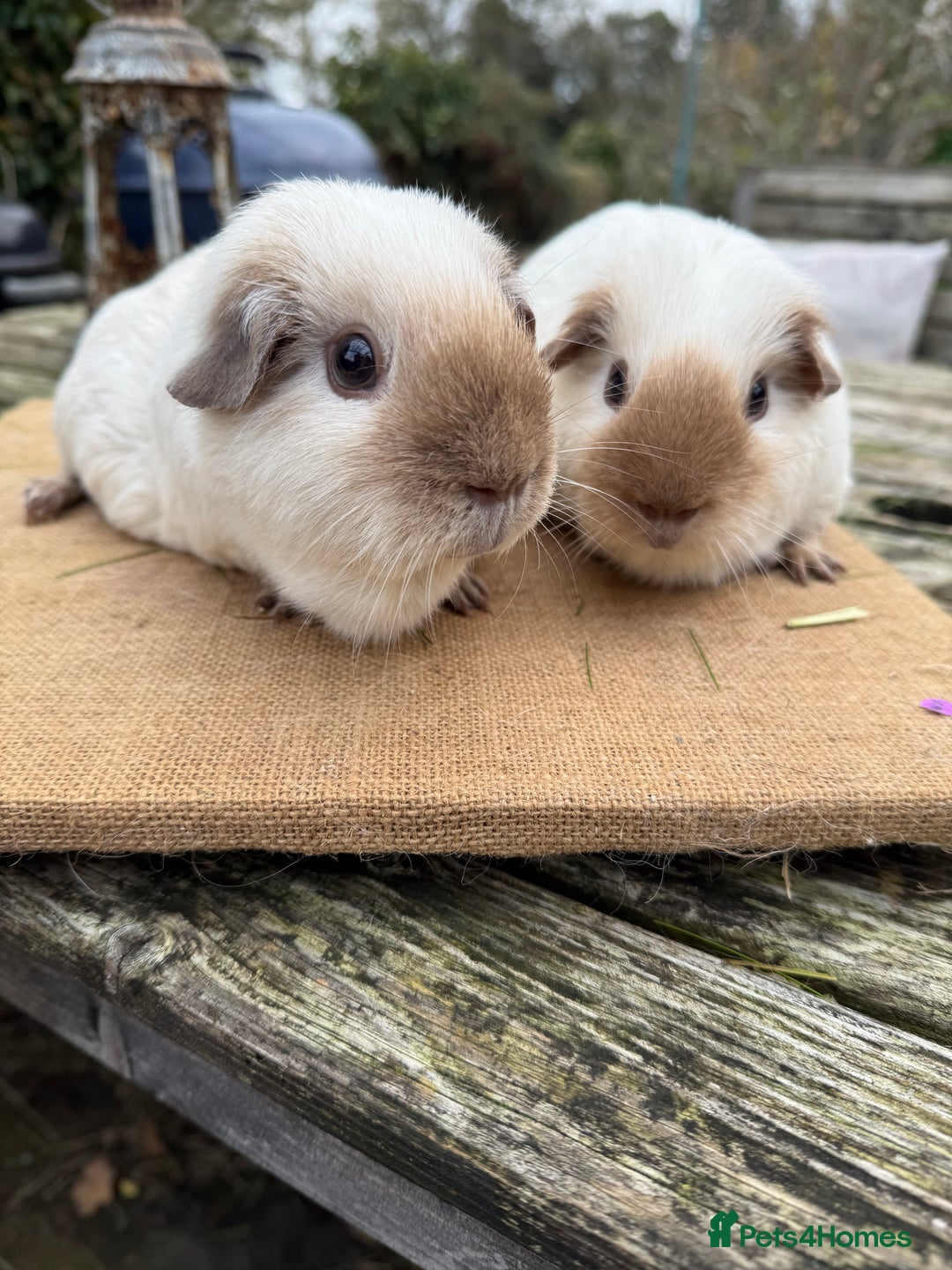 Guinea Pig rodents for sale: Pure bred California & Swiss guineapigs  - Advert 24