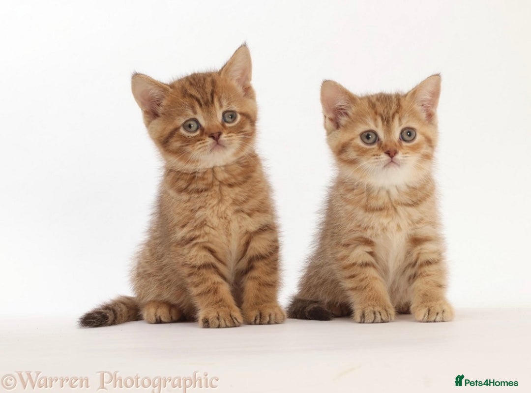 British Shorthair cats for sale: Stunning British shorthair - Image 9