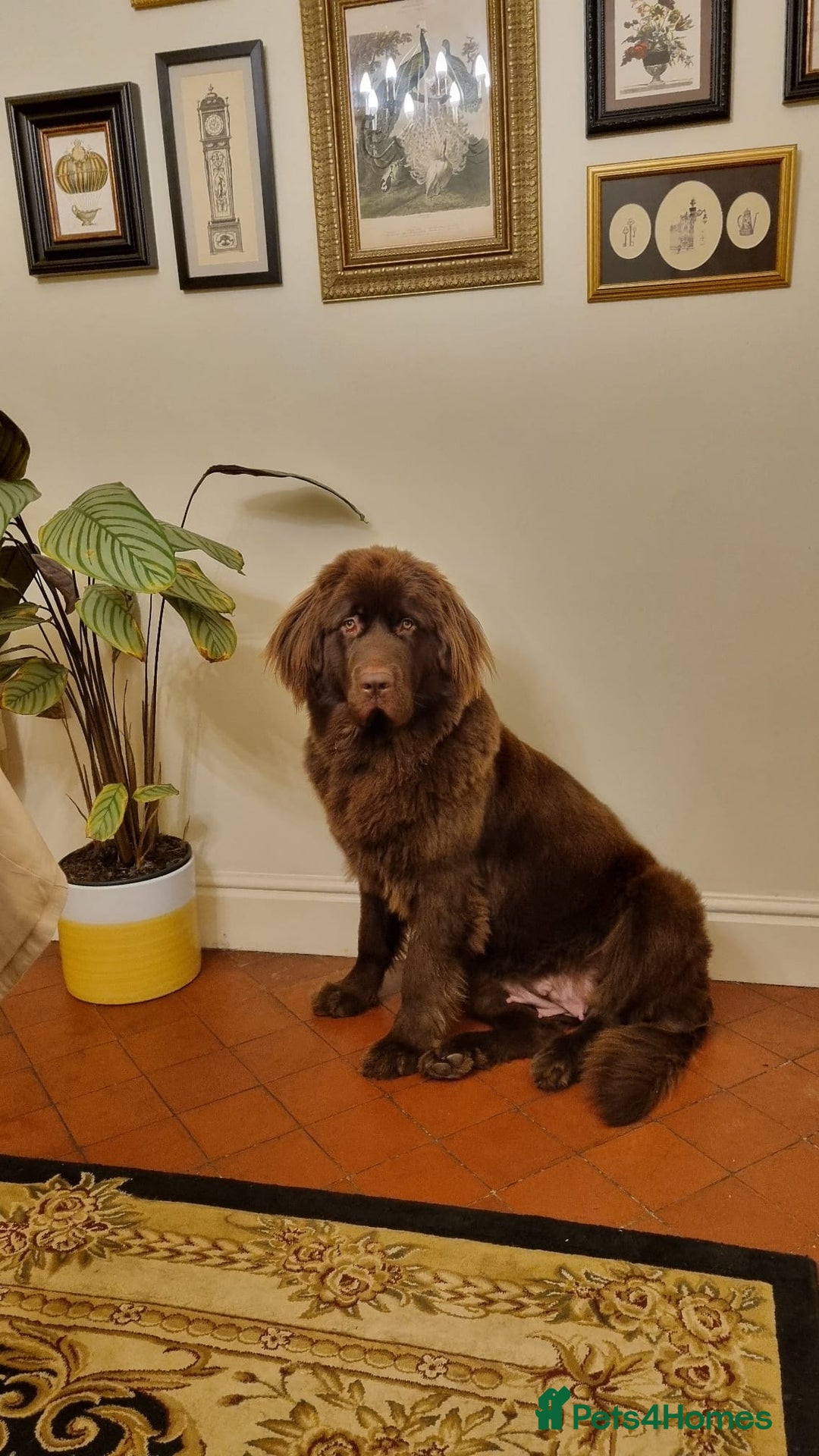 Newfoundland dogs for sale: Kc Registered & health tested Newfoundland Puppies - Image 5