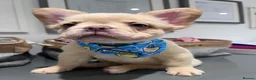 French Bulldog dogs for sale: Fully Vaccinated Fluffy French Bulldog Puppies - Advert 10