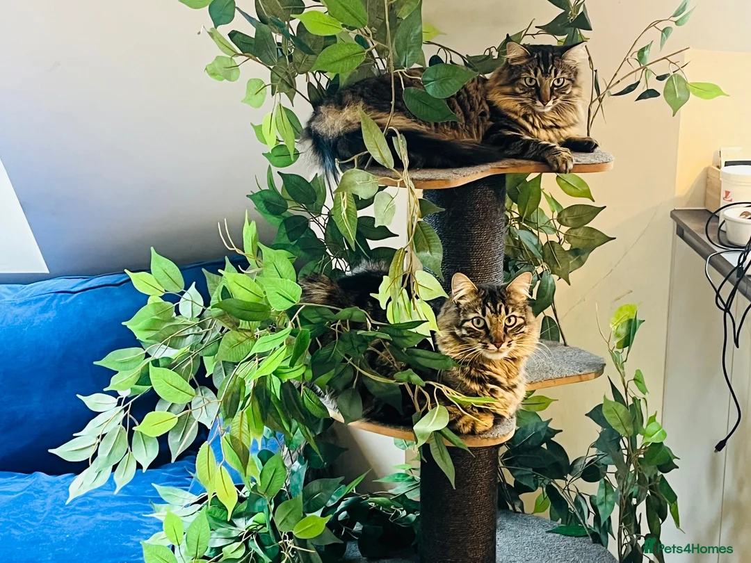 Mixed Breed cats for sale: Beautiful & friendly Ragdoll/Maine Coon siblings - Advert 1