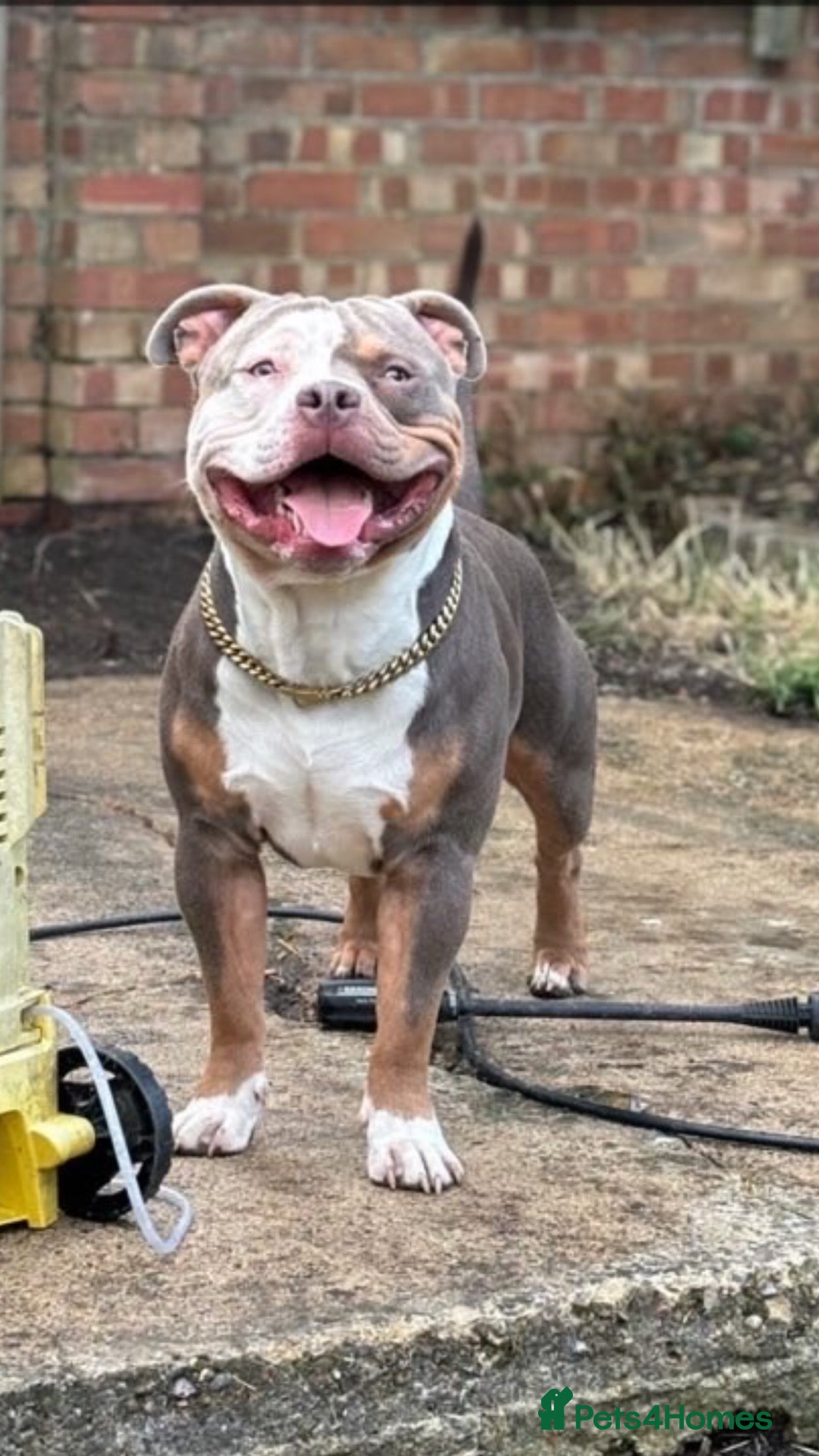 American Bully dogs Pocket bully to stud  - Advert 2