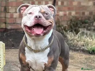 American Bully dogs Pocket bully to stud - Advert 2