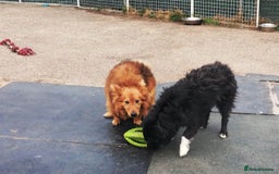 Mixed Breed dogs for adoption: Daisy, a Beautiful Soul - for a Loving Home in Nottingham - Image 17