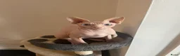 Sphynx cats for sale: Blue eyed Sphynx  - Advert 1