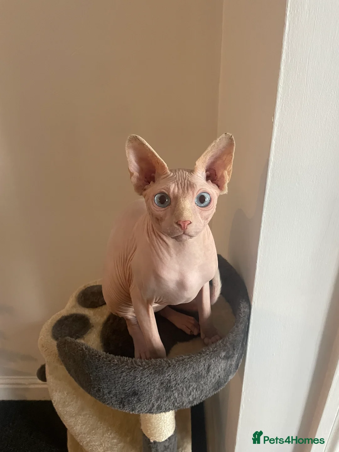 Sphynx cats for sale: Blue eyed Sphynx  - Advert 1